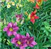 Foto de Agrcola Amoit -produccion de rizomas de Hemerocallis
