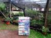 Foto de Plantas Iguaz